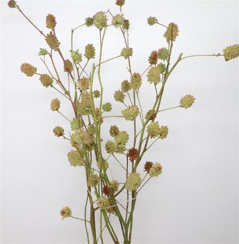 Glycyrrhiza yunnanensis (zaaddoos)