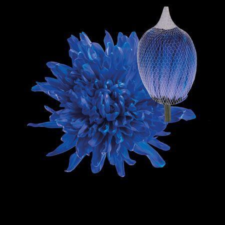 Chrysanthemum (Indicum Grp) geplozen Antonov kleurbehandeld H%