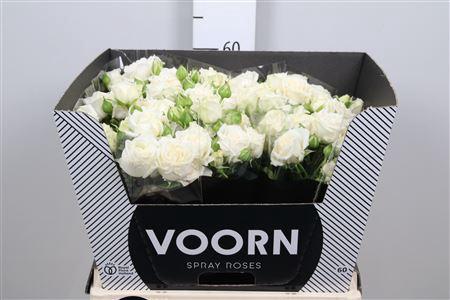 Rosa tros Bridal Flow