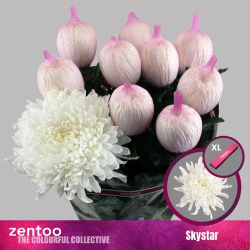 Chrysanthemum (Indicum Grp) geplozen Skystar