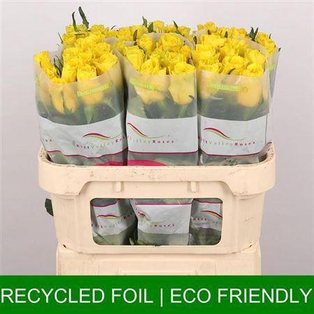 Rosa grootbloemig Goldfinch