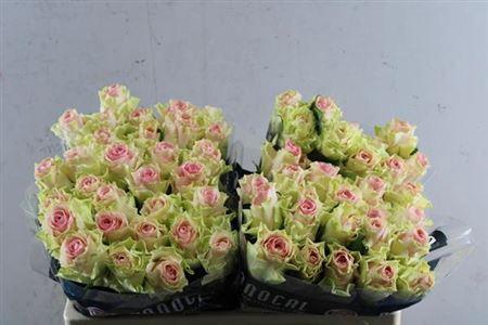 Rosa grootbloemig Top Gear!