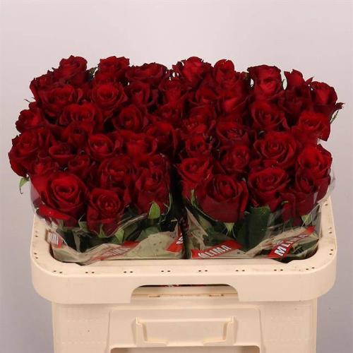 Rosa grootbloemig Ever Red