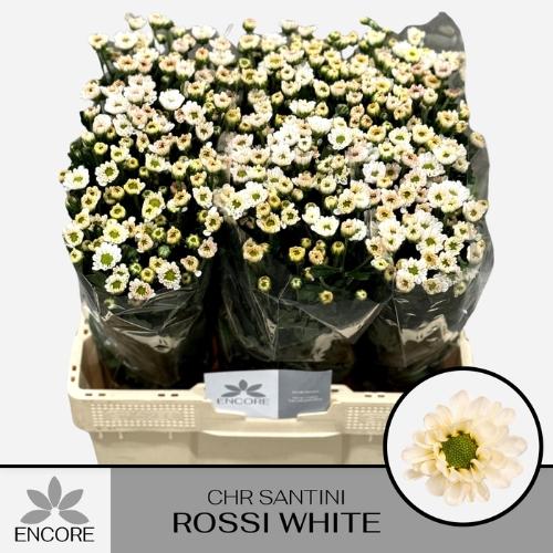 Chrysanthemum Indicum Grp tros santini 'Rossi White'