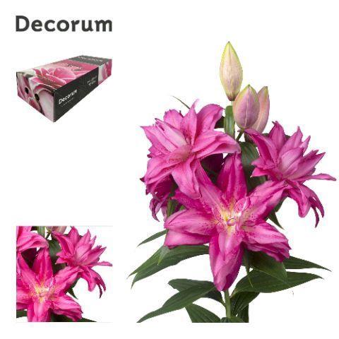 Lilium (Oriental Grp) dubbel Roselily Floretta