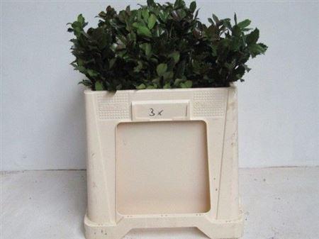 Ilex x meserveae 'Blue Prince'