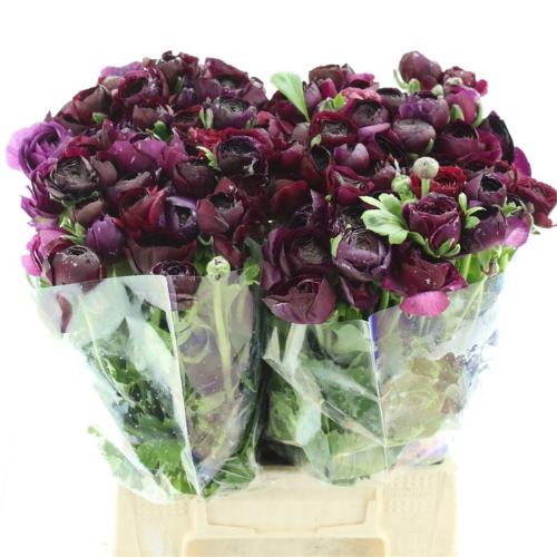 Ranunculus asiaticus 'Elegance Violet'