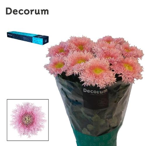 Chrysanthemum Indicum Grp geplozen Etrusko