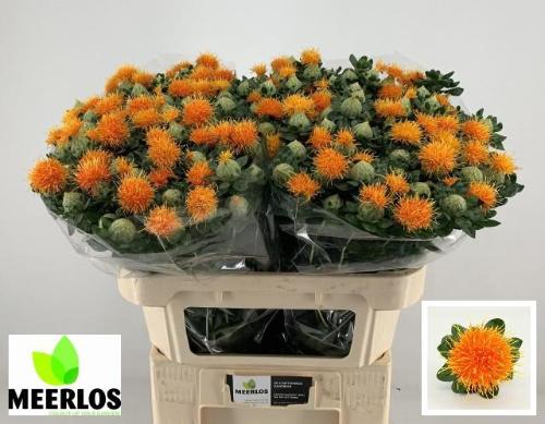 Carthamus tinctorius 'Zanzibar'