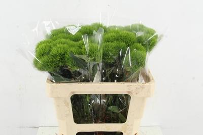 Dianthus barbatus Kiwi Mellow