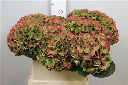 Hydrangea macrophylla Magical Opal (classic)