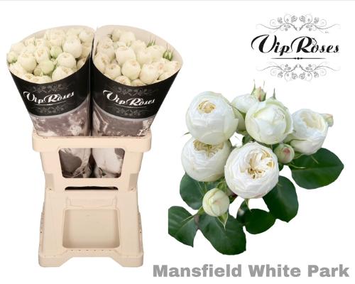 Rosa tros Mansfield White Park
