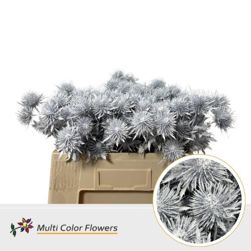 Eryngium alpinum kleurbehandeld H%