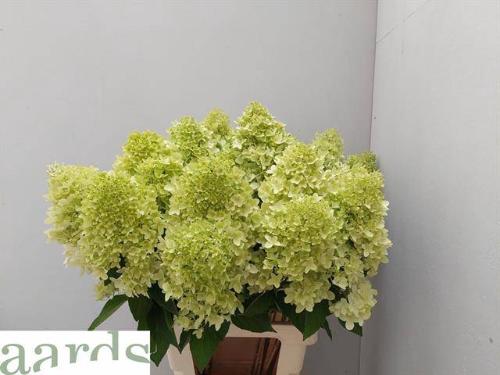 Hydrangea paniculata Magical Candle