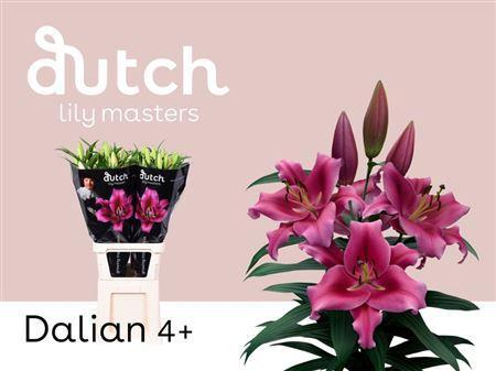 Lilium Oriental x Trumpet Grp 'Dalian'