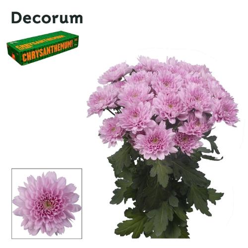 Chrysanthemum (Indicum Grp) tros Kalimba