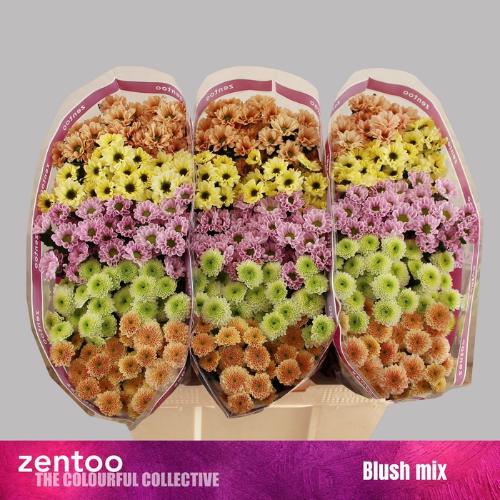 Chrysanthemum Indicum Grp tros santini gemengd