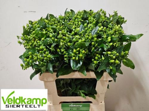 Hypericum x inodorum Magical Emerald Fall