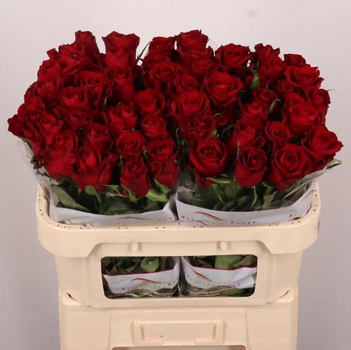 Rosa grootbloemig Ever Red