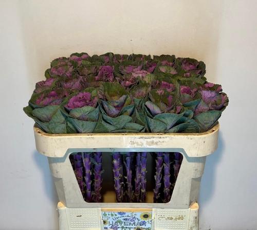 Brassica oleracea 'Olga'