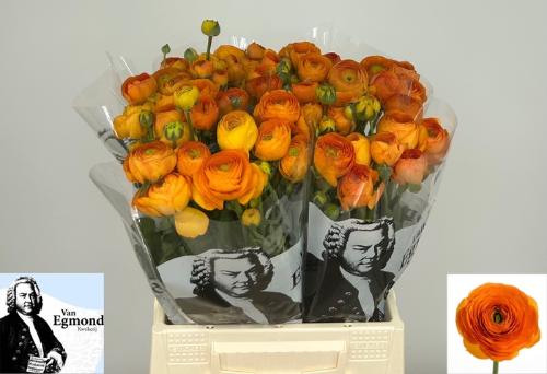 Ranunculus asiaticus 'Elegance Orange'