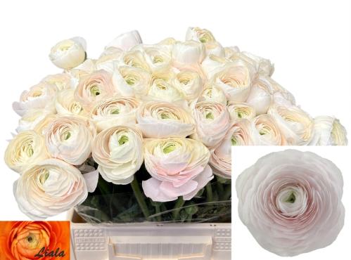 Ranunculus asiaticus Succes Hanoi