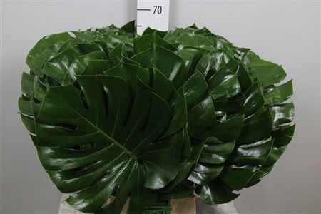 Monstera (blad)