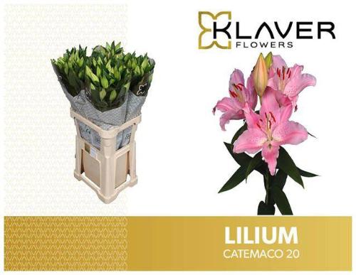 Lilium Oriental Grp 'Catemaco'