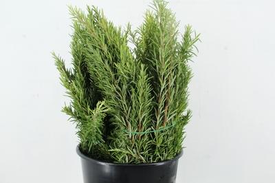 Rosmarinus officinalis