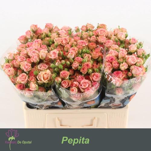 Rosa tros Pepita