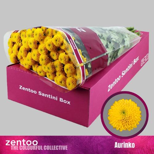 Chrysanthemum Indicum Grp tros santini Aurinko