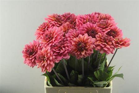 Dahlia (Decorative Grp) 'Salmon Runner'