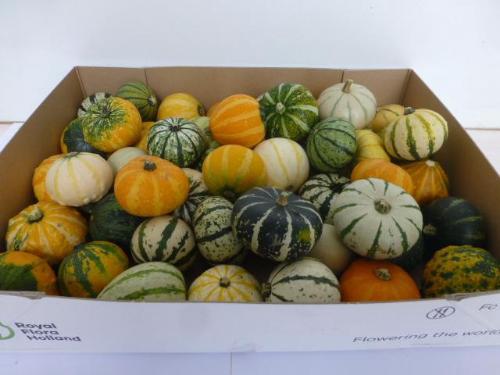Cucurbita