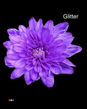Chrysanthemum Indicum Grp tros kas kleurbehandeld H%