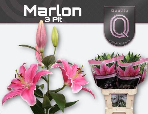 Lilium Oriental Grp 'Marlon'