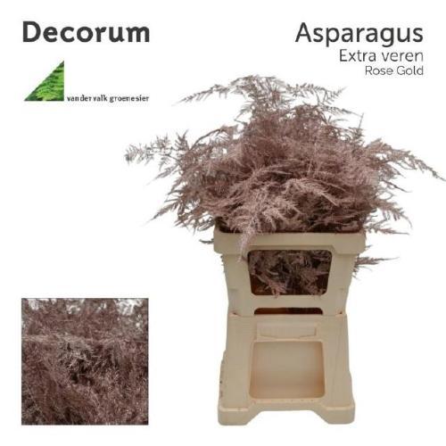 Asparagus overig kleurbehandeld H%