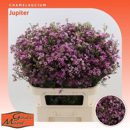 Chamelaucium uncinatum 'Jupiter'