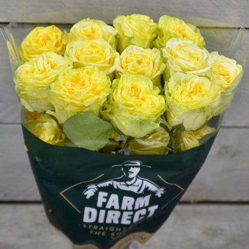 Rosa grootbloemig overig