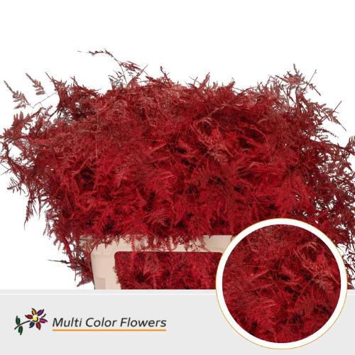 Asparagus overig kleurbehandeld H%