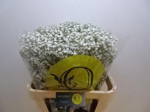 Gypsophila paniculata Xlence