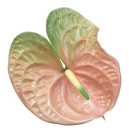 Anthurium Andreanum Grp Senator