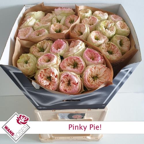 Rosa grootbloemig Pinky Pie!