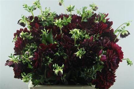 Dahlia 'Arabian Night'