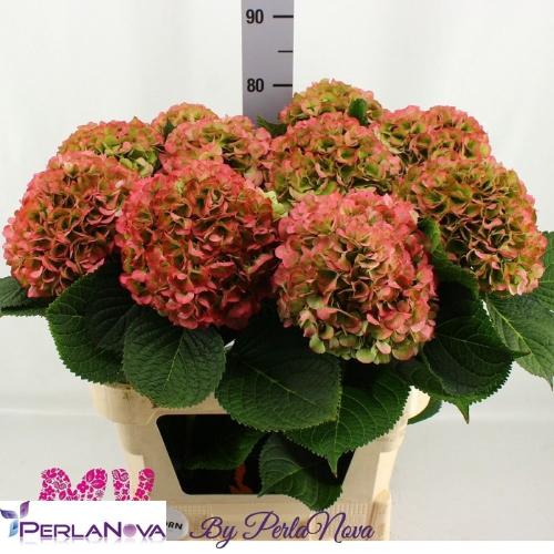 Hydrangea macrophylla My Beautiful Vienna (classic)