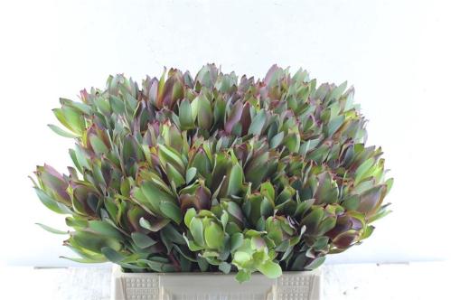 Leucadendron 'Senorita'