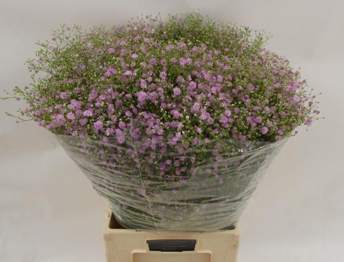 Gypsophila paniculata 'My Pink'