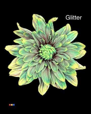 Chrysanthemum Indicum Grp tros kas kleurbehandeld H%