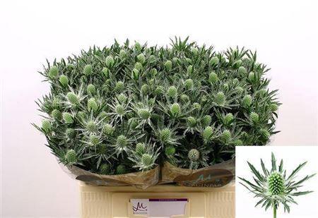 Eryngium Sirius Questar