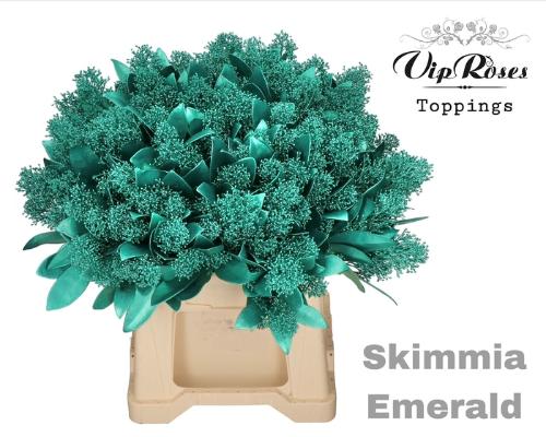 Skimmia per bos overig kleurbehandeld H%