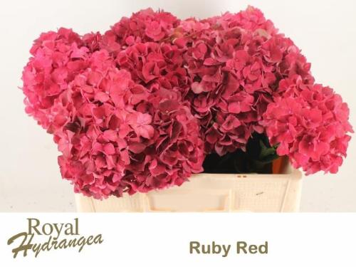 Hydrangea macrophylla Magical Rubyred